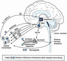 le nostre emozioni influenzano la produzione di ormoni che regolano a loro volta le difese immunitarie